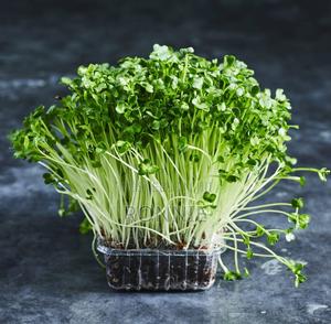 White Radish Microgreens - main view