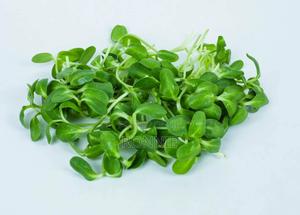Sunflower Microgreens – 50g - main view