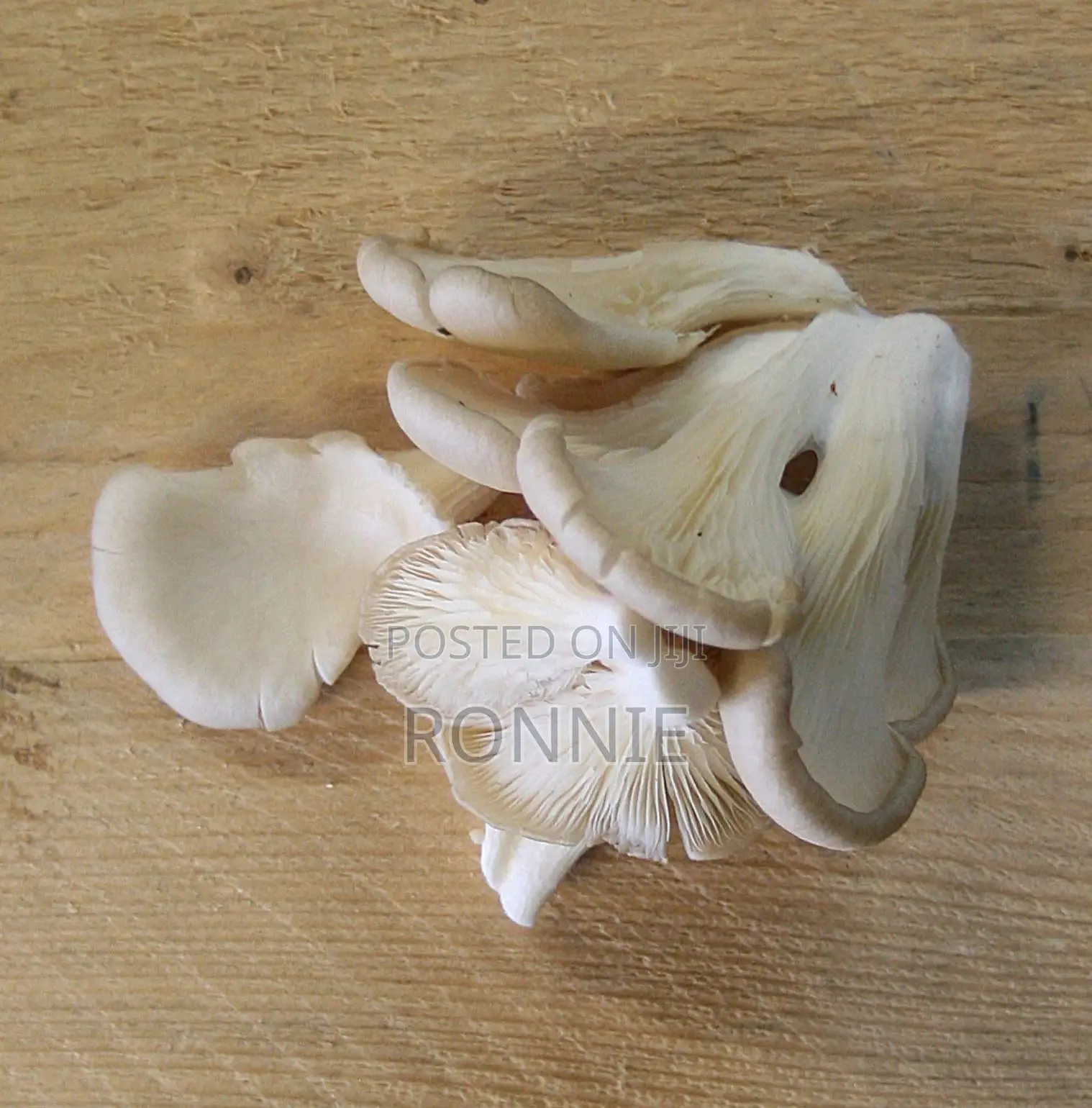 Fresh White Oyster Mushrooms