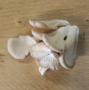 Fresh White Oyster Mushrooms