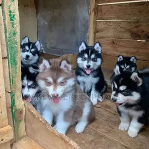 1-3 months Male Purebred Siberian Husky