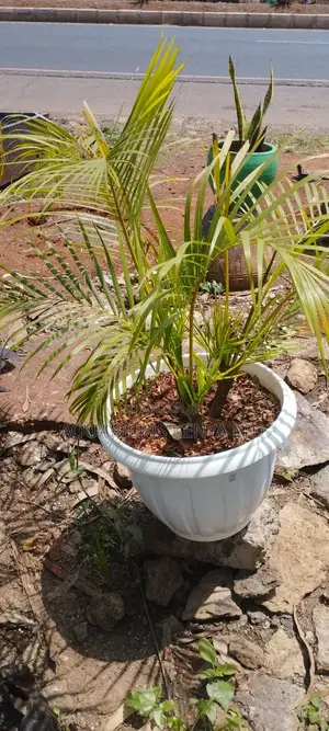 Golden Palm Plants