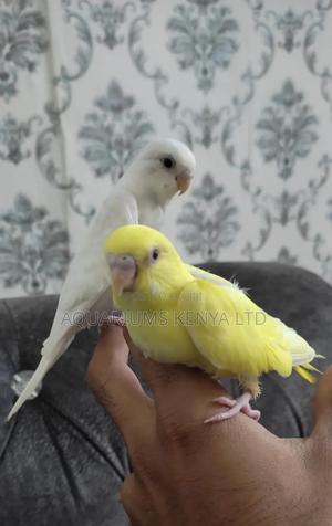 Budgies Birds Pets - thumbnail 2