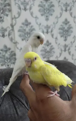 Budgies Birds Pets