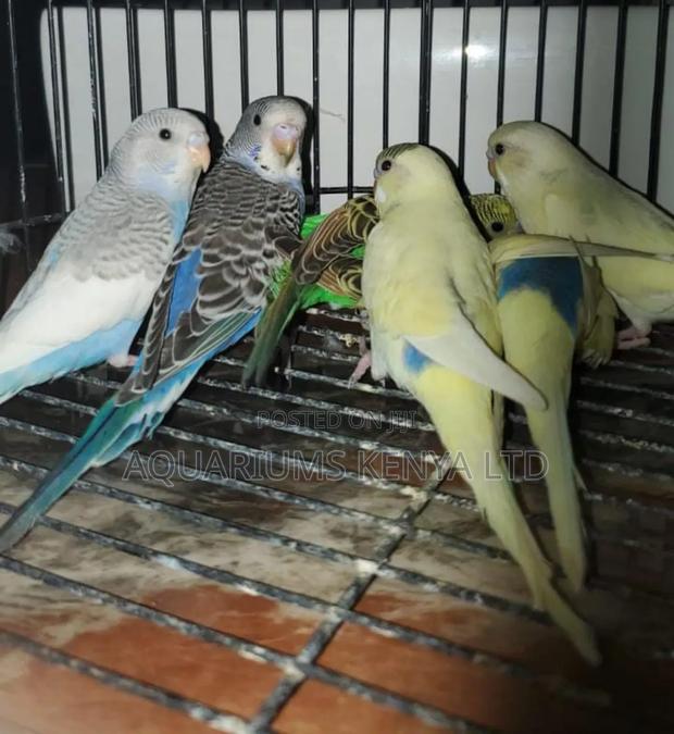Blue,Green,White Budgies Birds - main view