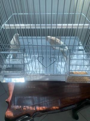 Birds Budgies, Beautiful Budgies - thumbnail 2