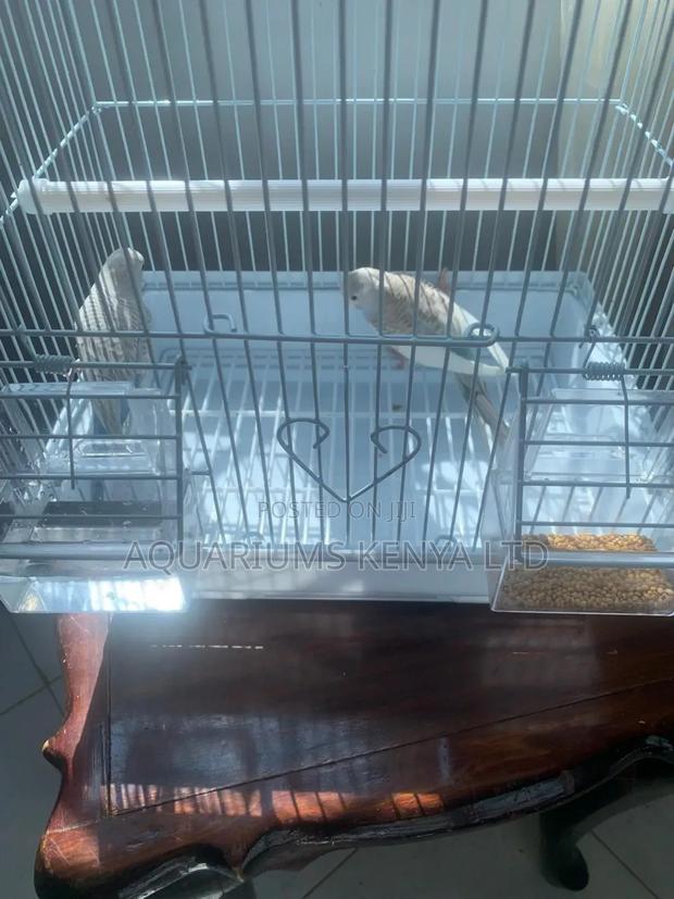 Birds Budgies, Beautiful Budgies - main view