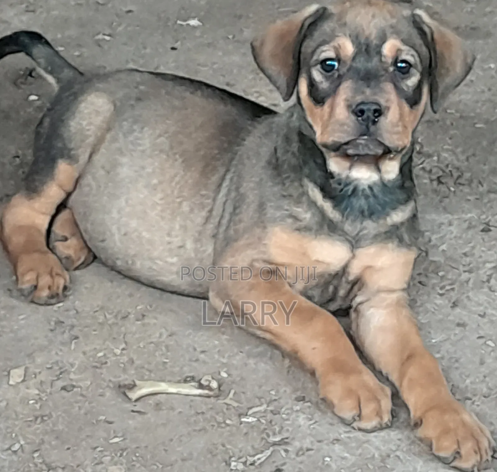 1-3 months Male Purebred Boerboel