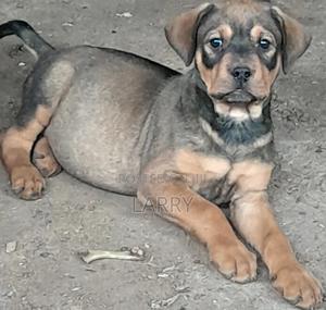 1-3 months Male Purebred Boerboel - thumbnail 2