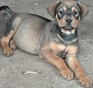 1-3 months Male Purebred Boerboel
