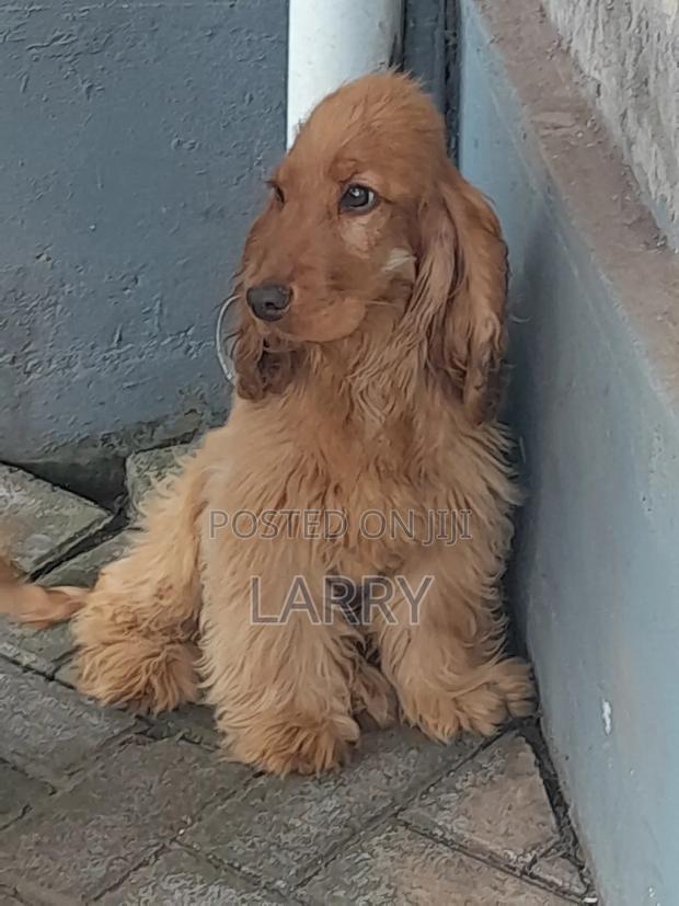 3-6 months Female Purebred Cocker Spaniel - main view