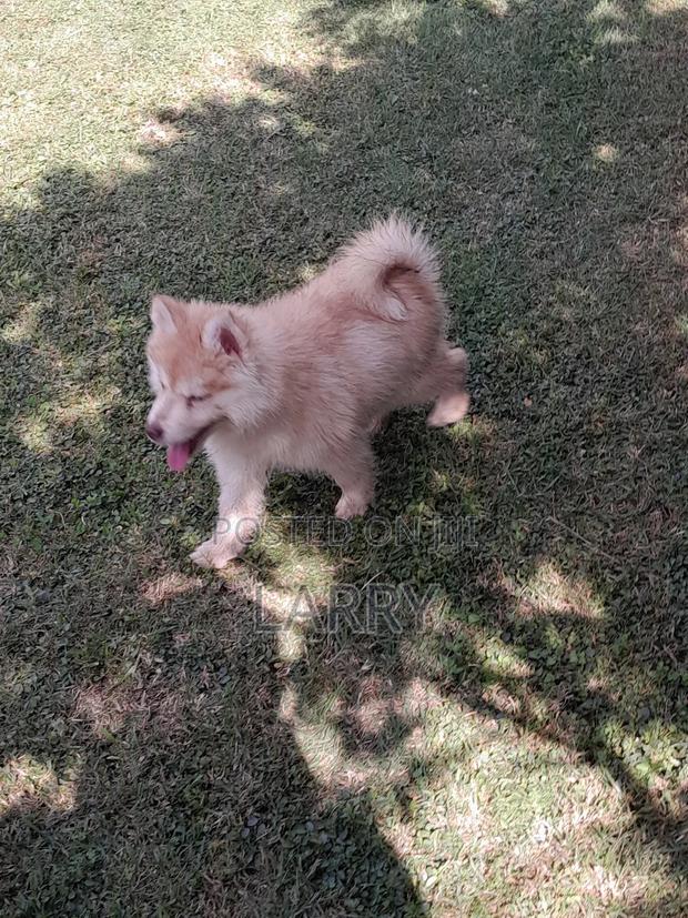 1-3 months Female Purebred Siberian Husky - main view