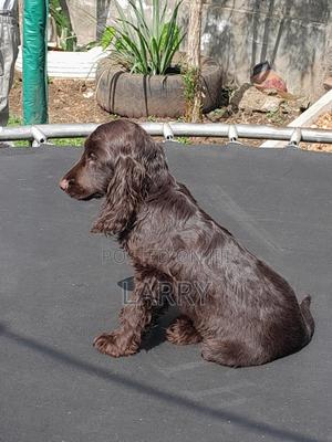 1-3 months Female Purebred Cocker Spaniel - thumbnail 2