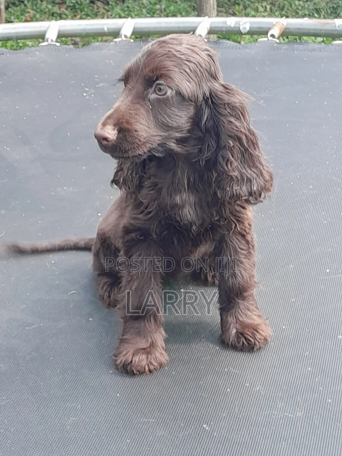 1-3 months Female Purebred Cocker Spaniel