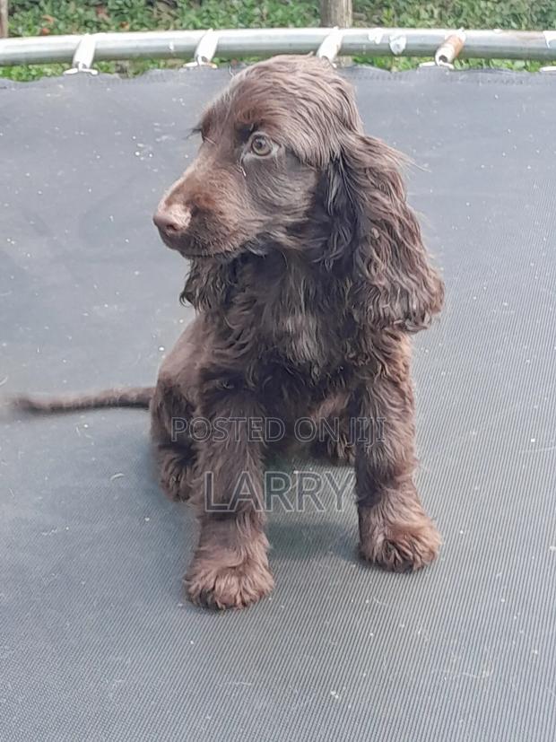 1-3 months Female Purebred Cocker Spaniel - thumbnail 3