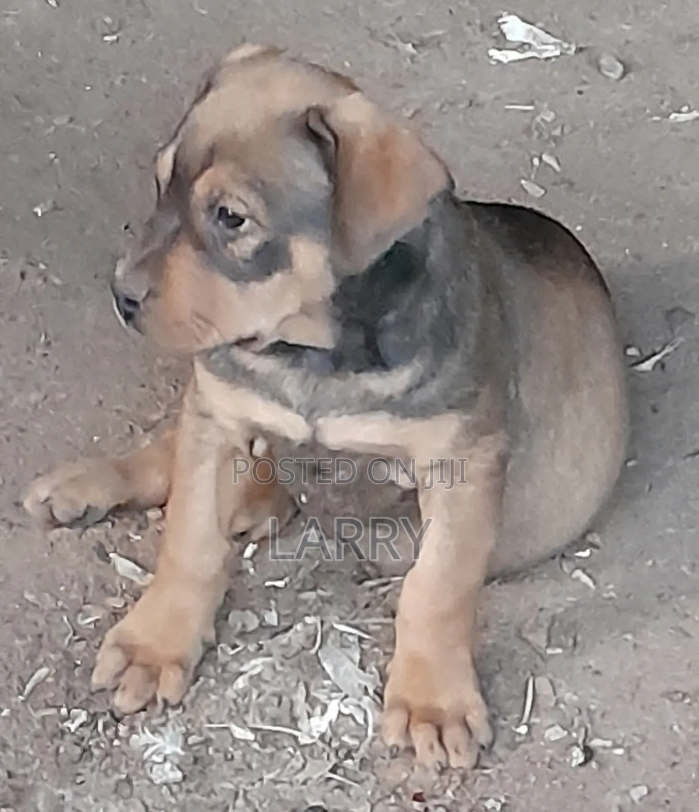 1-3 months Male Purebred Boerboel