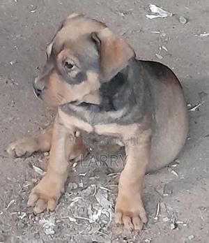 1-3 months Male Purebred Boerboel - thumbnail 2
