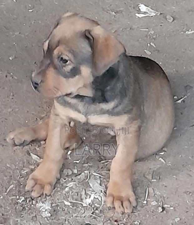 1-3 months Male Purebred Boerboel