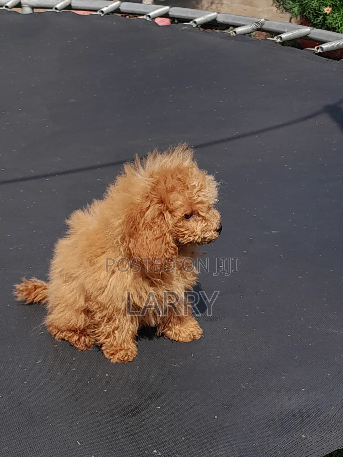 1-3 months Female Purebred Cocker Spaniel