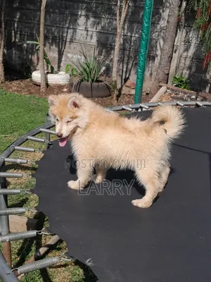 1-3 months Male Purebred Siberian Husky