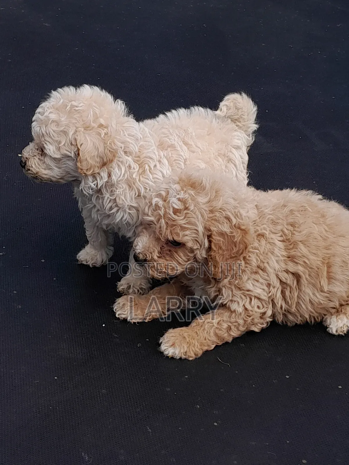 1-3 months Female Purebred Poodle