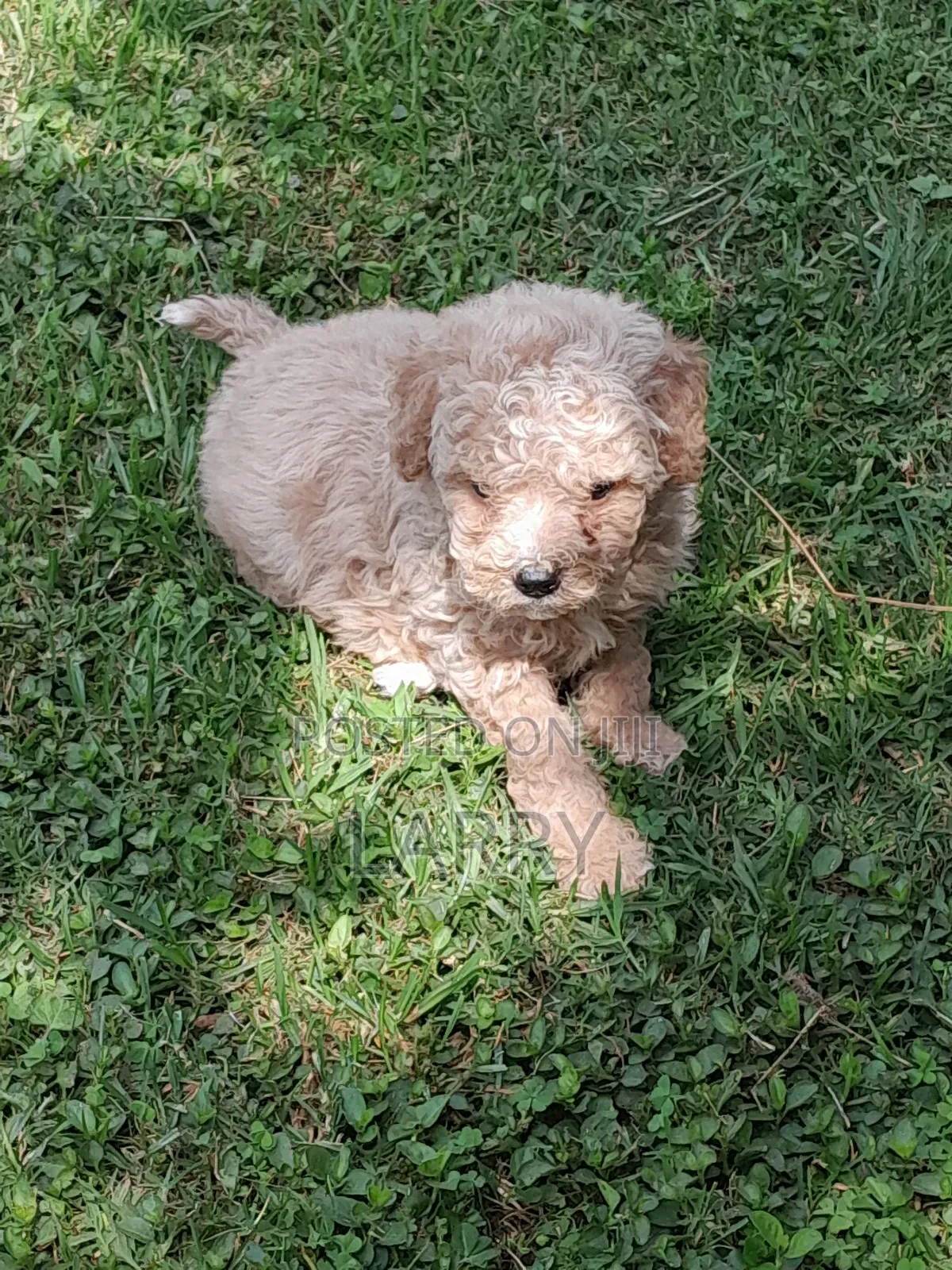 1-3 months Female Purebred Poodle