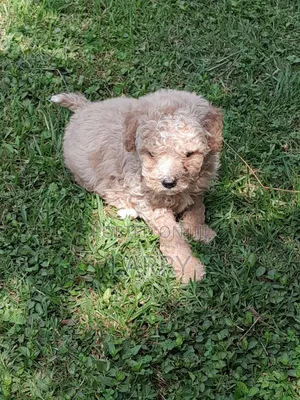 1-3 months Female Purebred Poodle