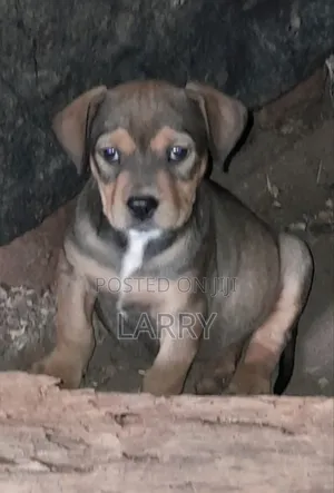 1-3 months Female Purebred Boerboel