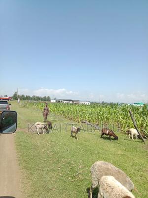 Sobea Plots Nakuru. - thumbnail 2