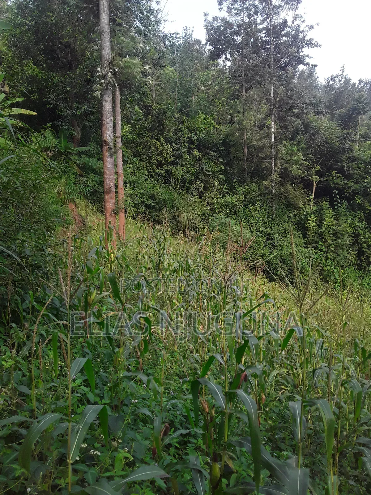Nyeri Mukurweini 2acres, for Sale.
