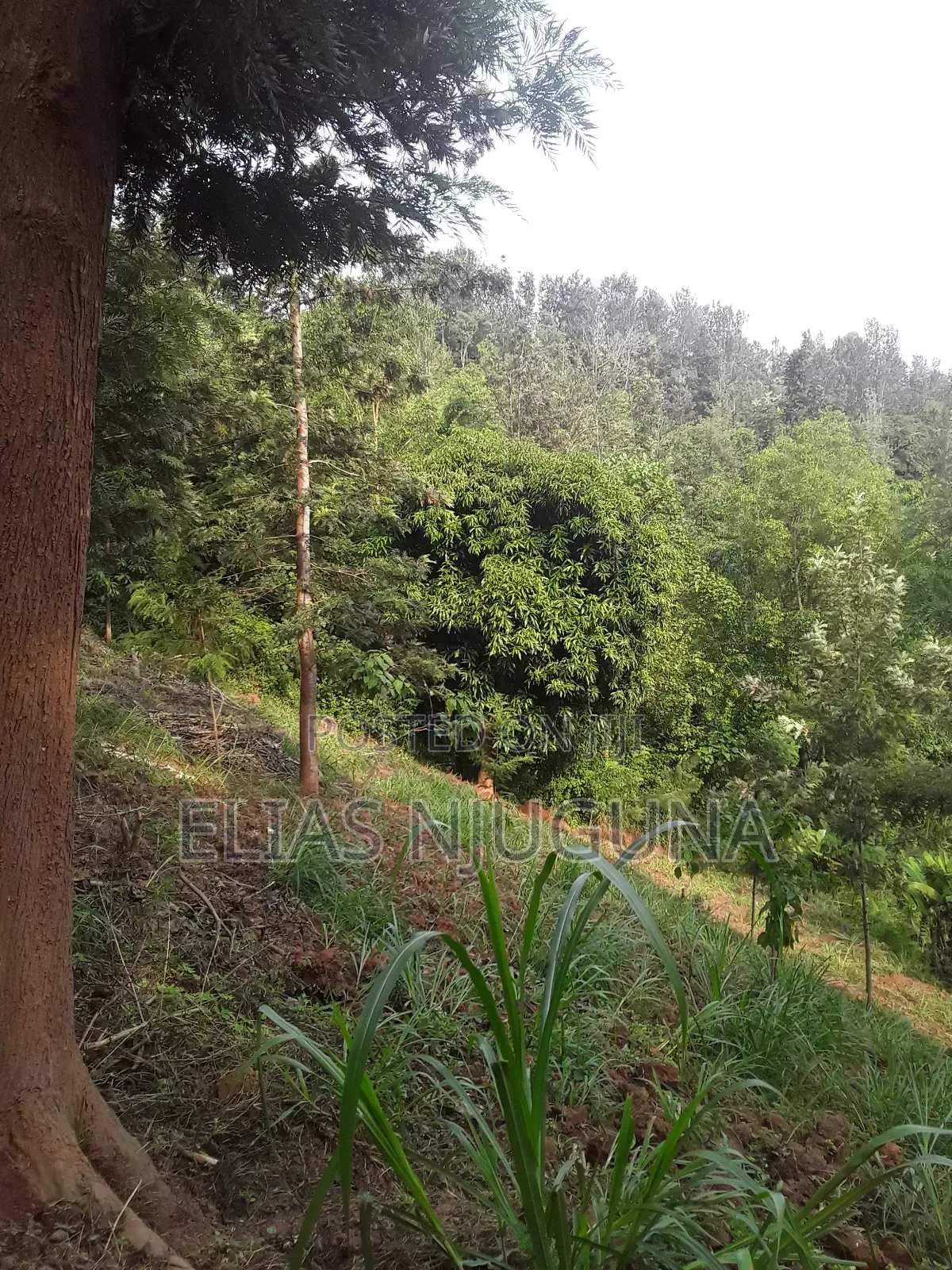Nyeri Mukurweini 2acres, for Sale.