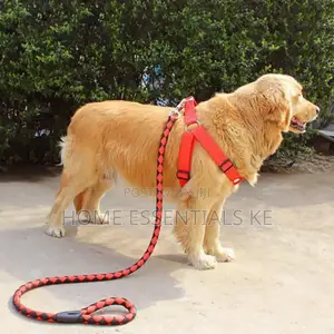 *Dog Leash / Harness With Collar* Beautiful and Classy