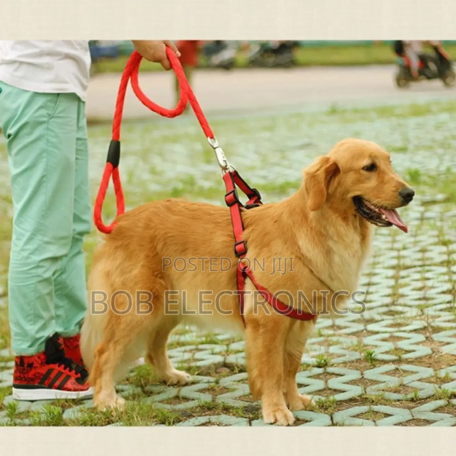 Stylish  Dog Leash With a Collar