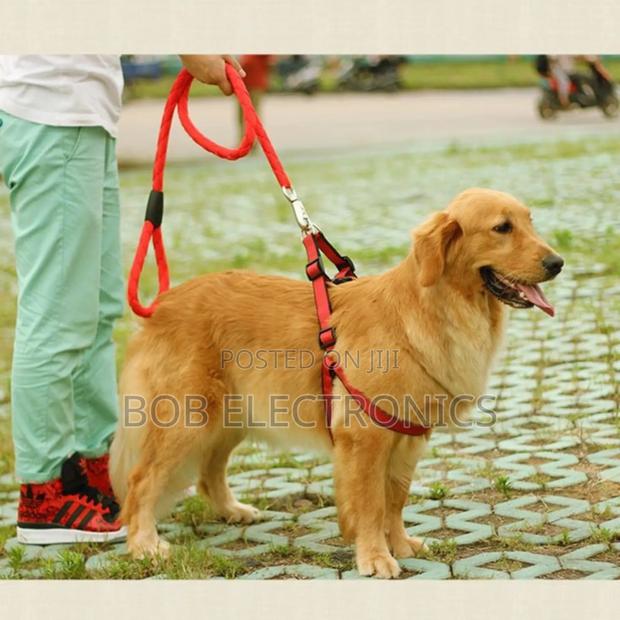 Stylish  Dog Leash With a Collar - thumbnail 5