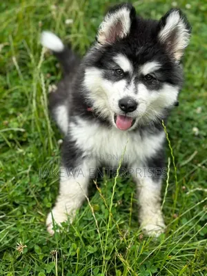 1-3 months Female Purebred Siberian Husky