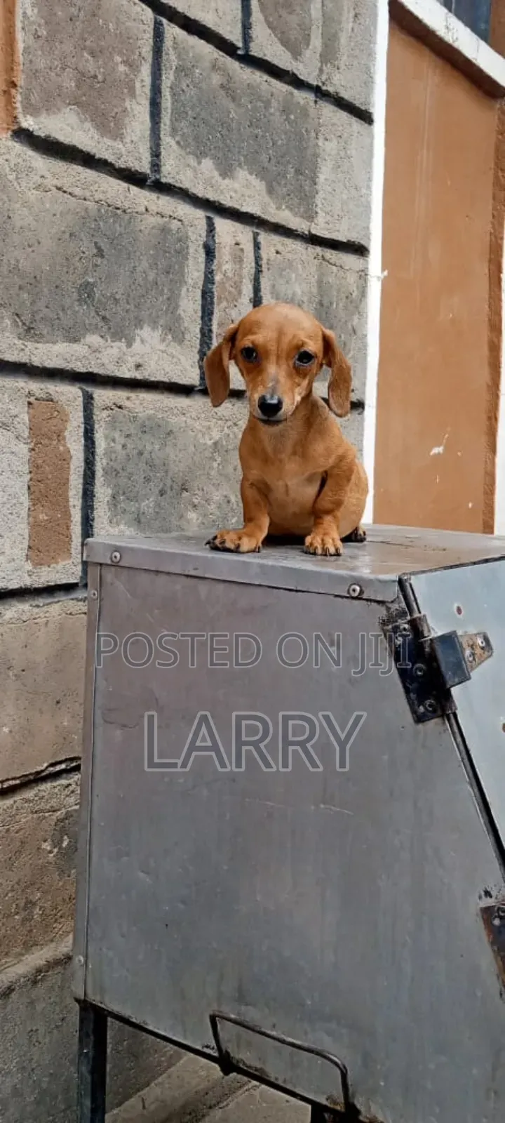 1-3 months Female Purebred Dachshund