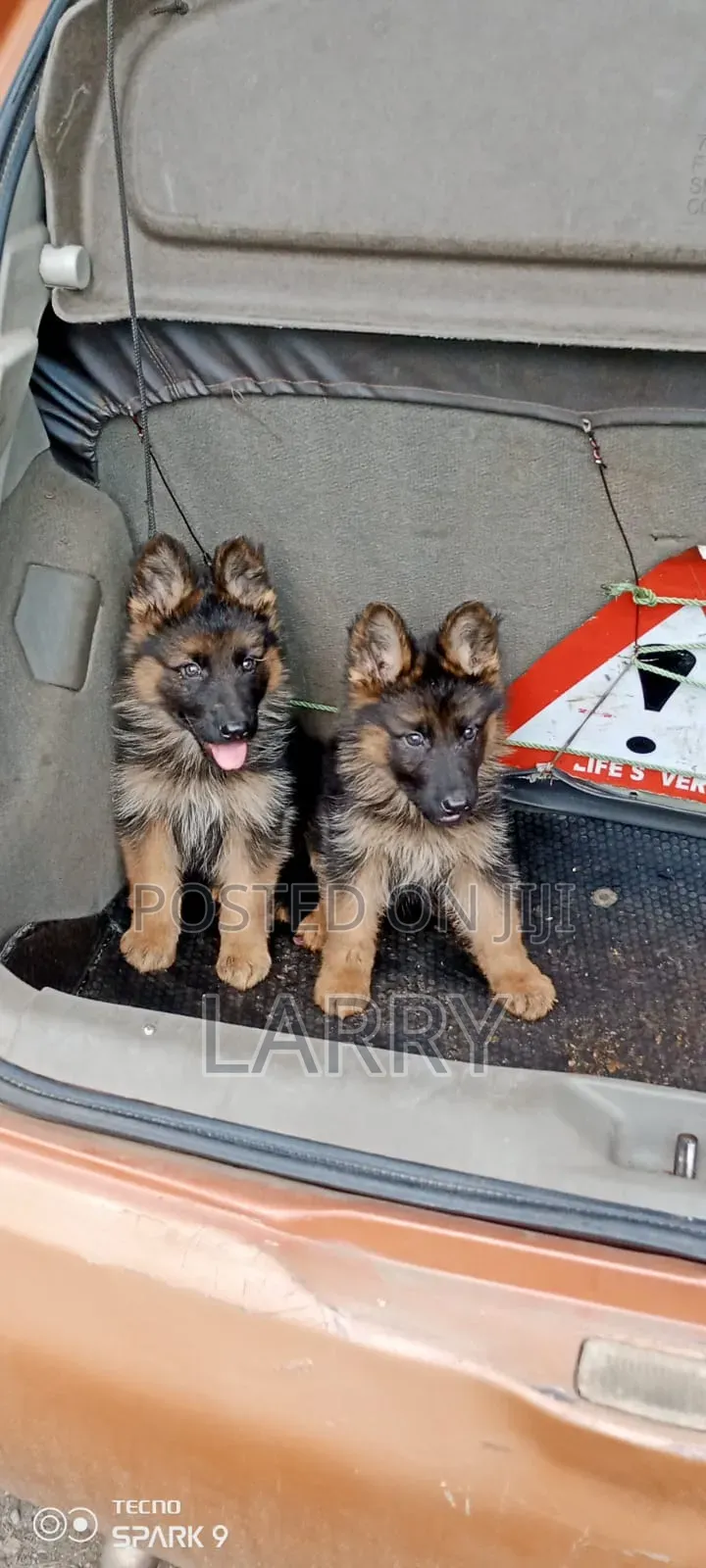 1-3 months Female Purebred German Shepherd
