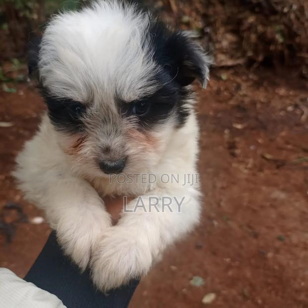 1-3 months Male Purebred Maltese - main view