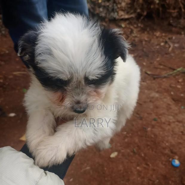 1-3 months Male Purebred Maltese - thumbnail 3