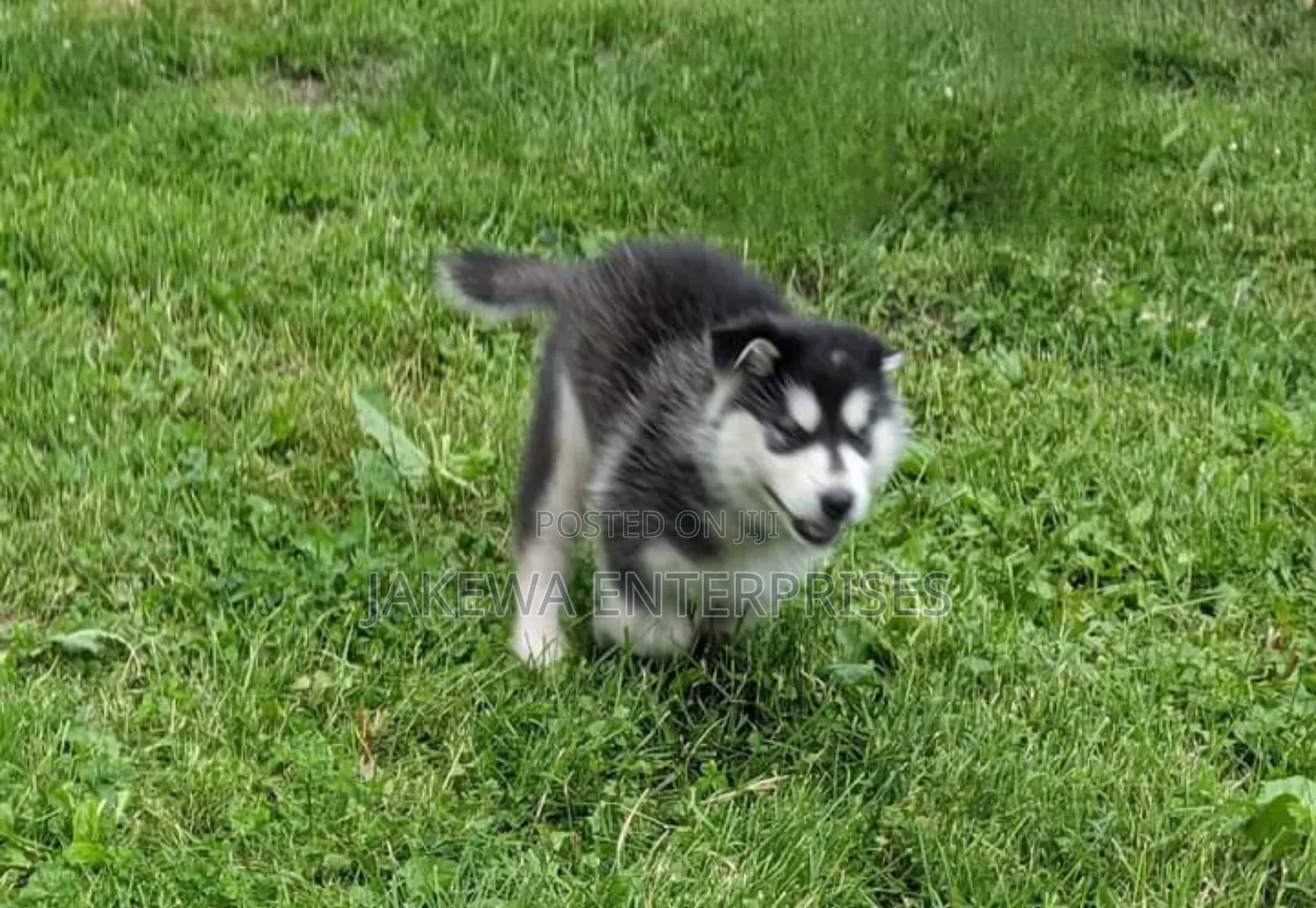 1-3 months Female Purebred Siberian Husky