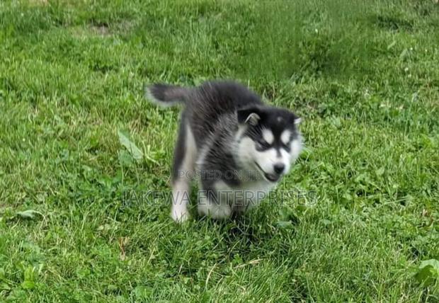 1-3 months Female Purebred Siberian Husky - main view