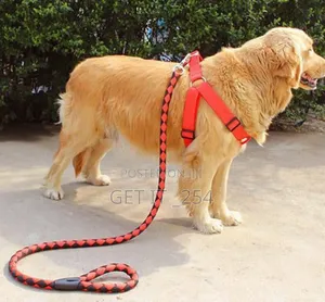*Dog Leash / Harness With Collar*
Om