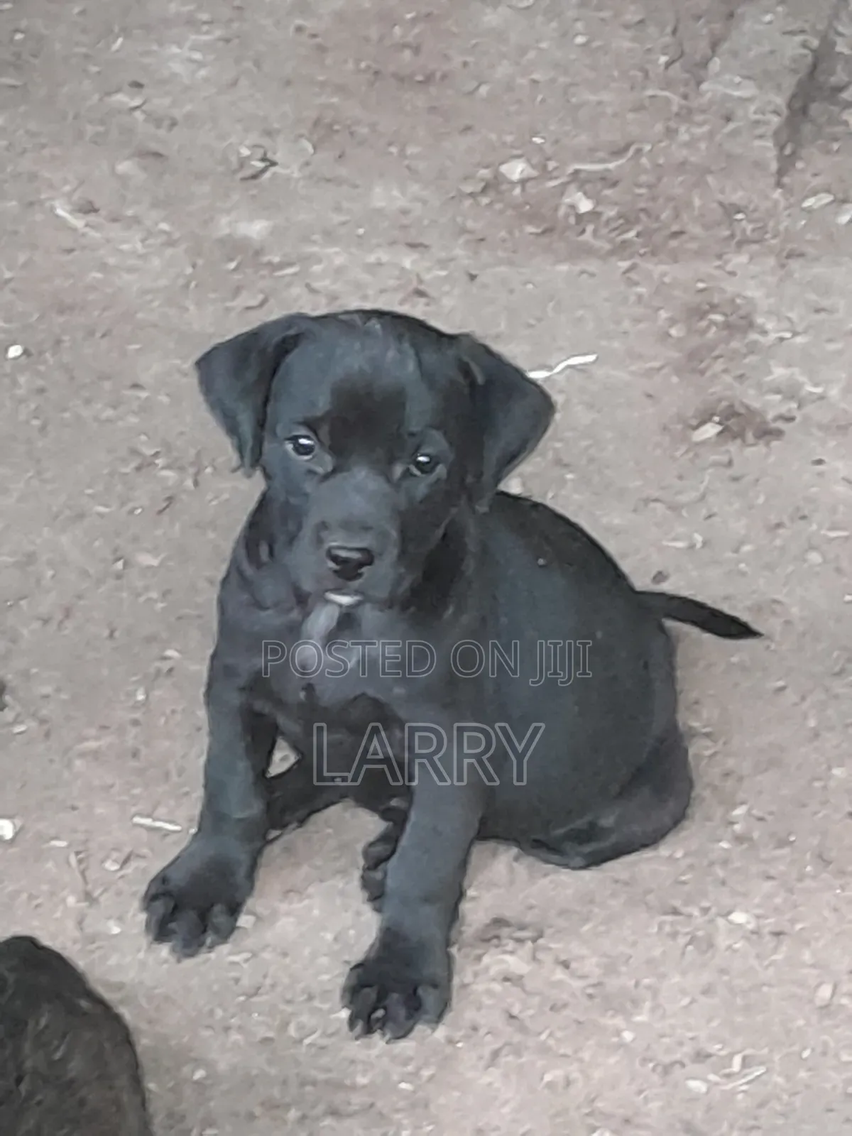 1-3 months Female Purebred Boerboel