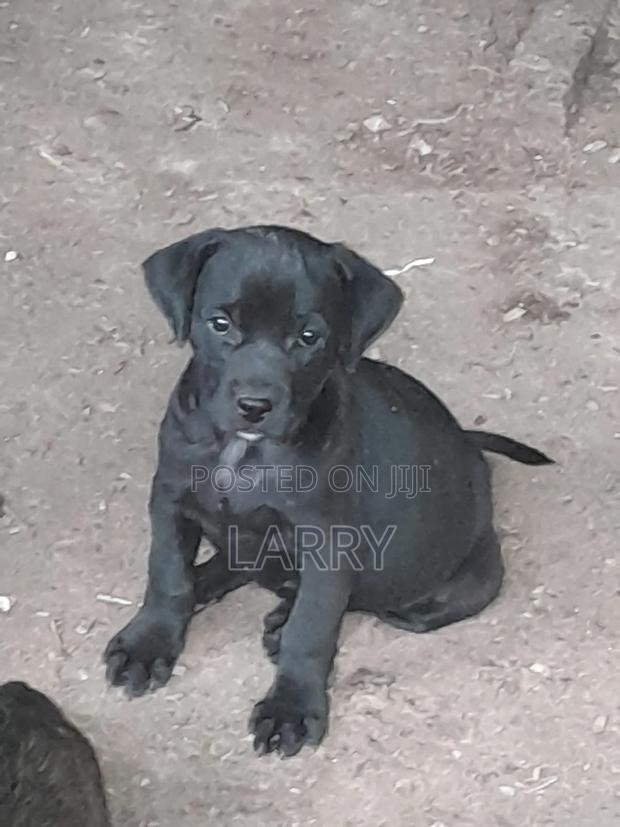 1-3 months Female Purebred Boerboel