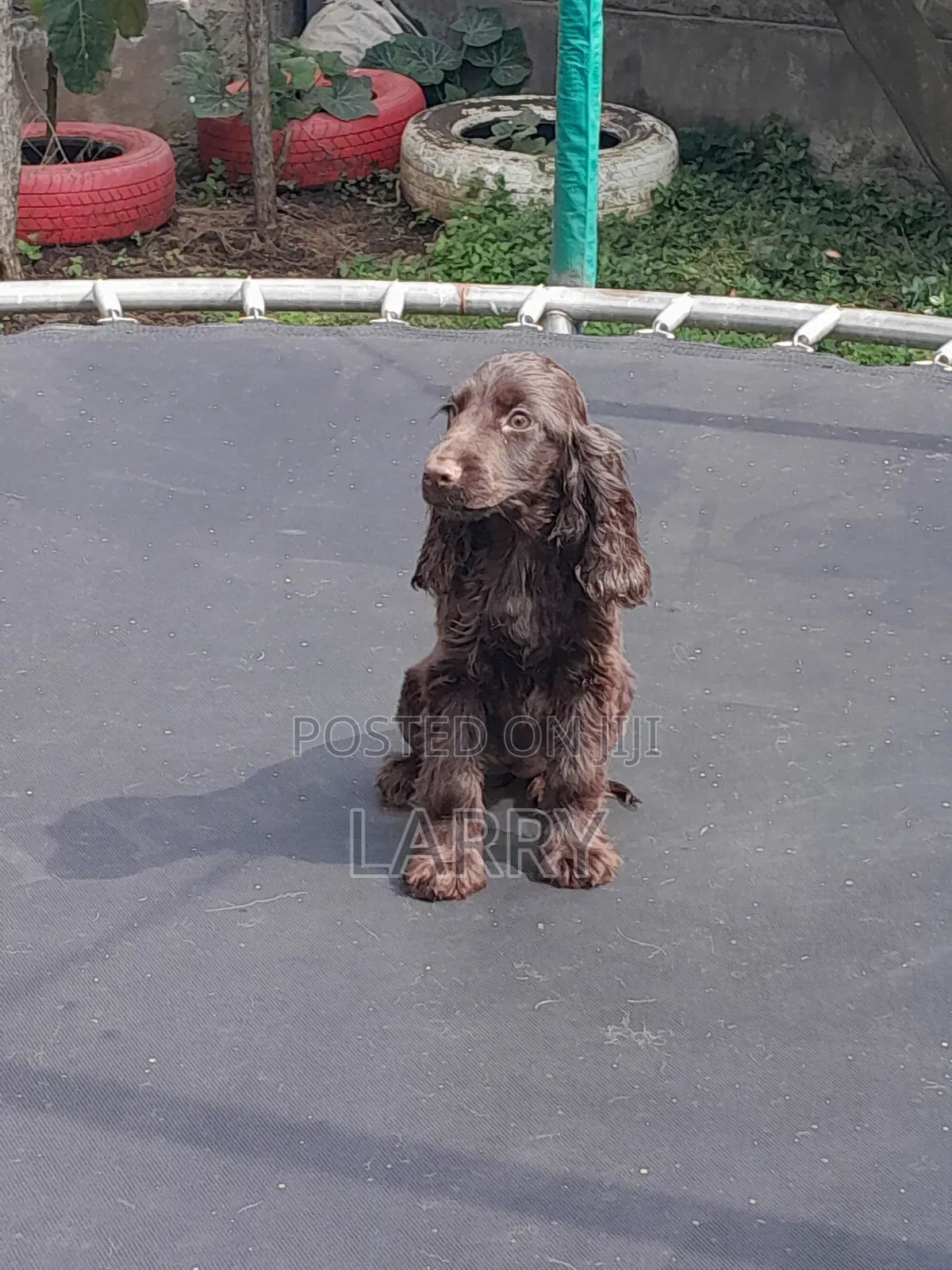 1-3 months Female Purebred Cocker Spaniel
