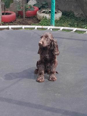 1-3 months Female Purebred Cocker Spaniel - thumbnail 2