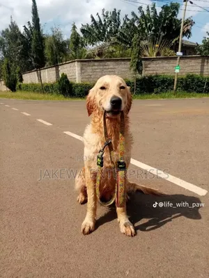 1+ year Female Purebred Golden Retriever