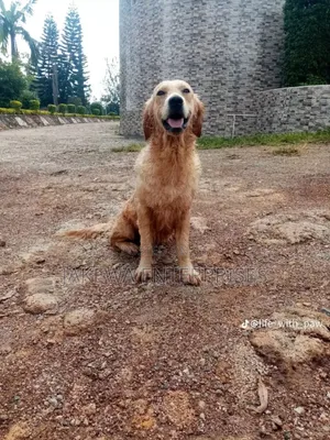 1+ year Female Purebred Golden Retriever