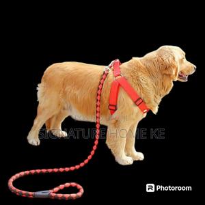 Dog Leash/Harness With Collar - thumbnail 2