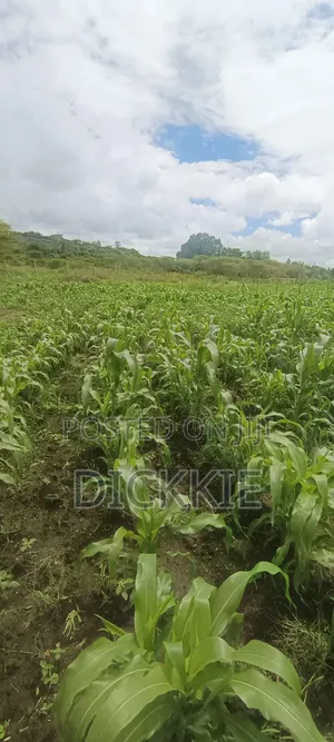 Prime Plots for Sale in Juja